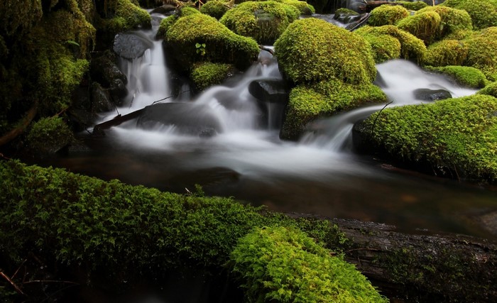 Serene Forest Stream Flowing Over Mossy Rocks