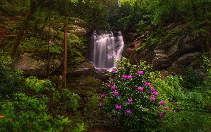 Waterfall in a lush green forest with pink flowers