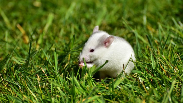 A white hamster eating grass in a meadow