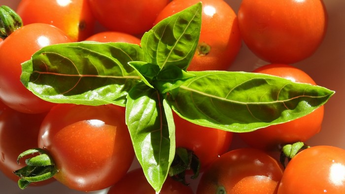Cherry tomatoes and basil leaves