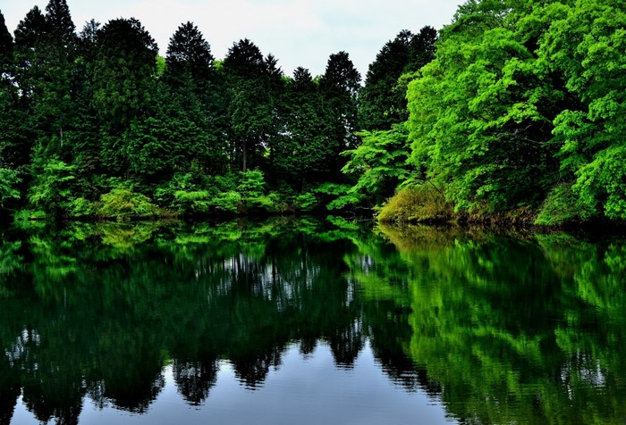 Forest reflected in a calm lake