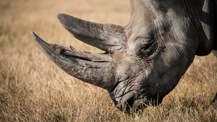 Close up of a rhinoceros head with two horns