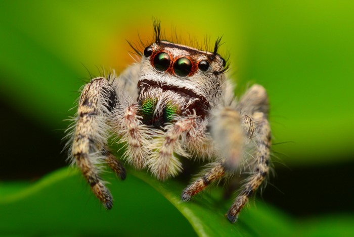 Macro photography of a jumping spider on a green leaf