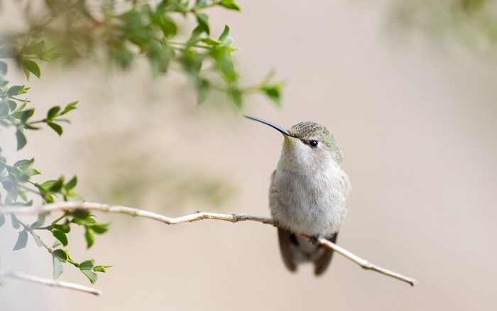Hummingbird perched on a branch with green leaves