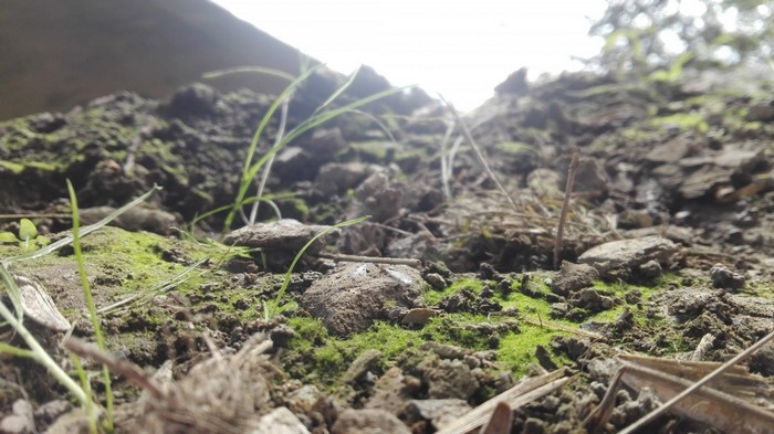 Close-up of moss and grass on soil