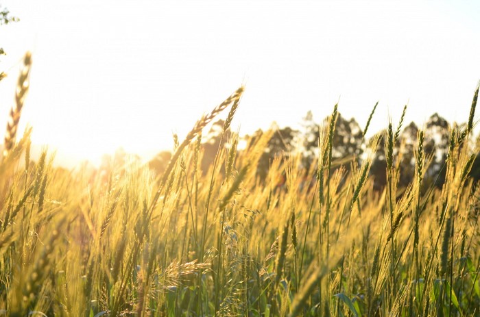 Wheat field at sunset with sun rays