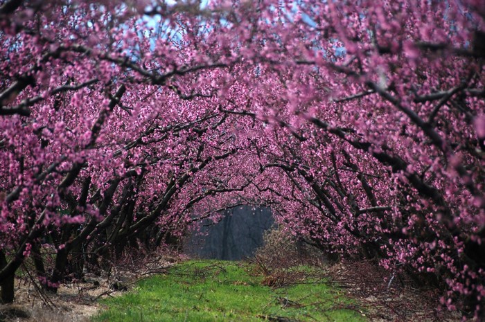Tunnel of blooming pink cherry blossom trees in spring