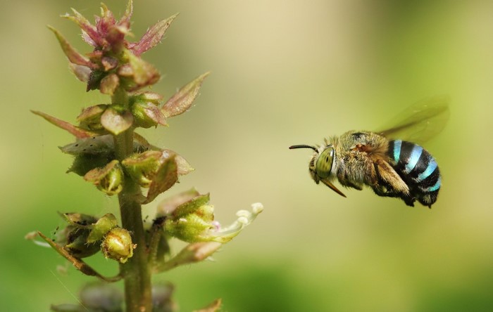 Blue-banded bee flying towards a basil flower