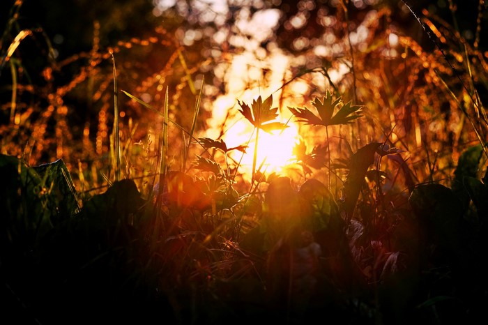 Sunlight filtering through grass and leaves at sunset