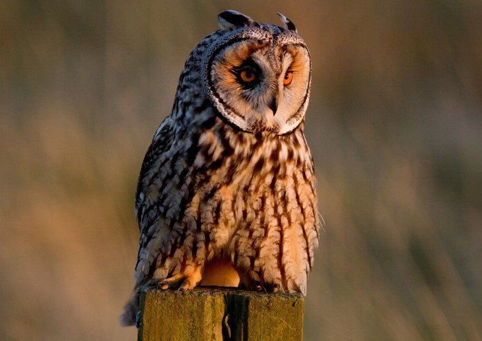 Long-eared owl perched on a wooden post