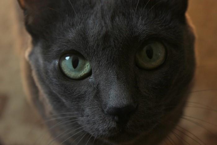 Close up of a gray cat's face with green eyes