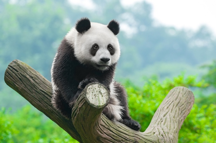 panda, cute animals, 4k
