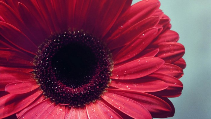 Close-Up of Vibrant Red Gerbera with Water Drops