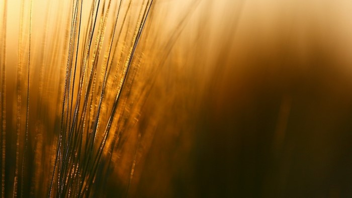 Close-up of grass stalks in golden sunlight