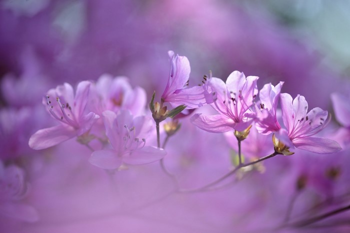 Close-up of pink azalea flowers on a branch
