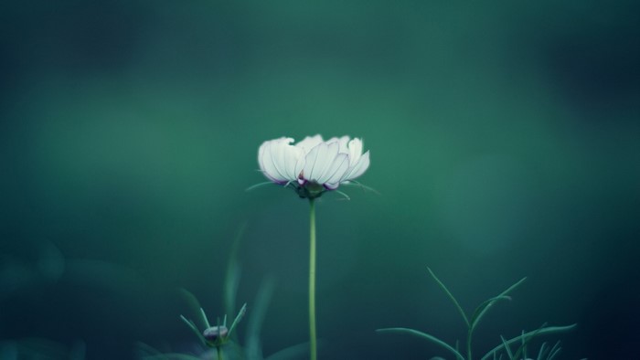 White cosmos flower with buds in green background