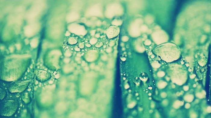 Macro photography of water drops on green leaves