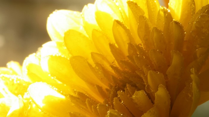 Close-up of yellow flower petals with water droplets