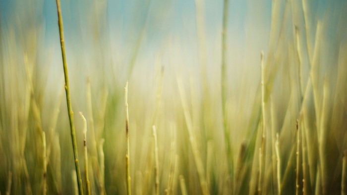 Close-up of tall grass with blurred background