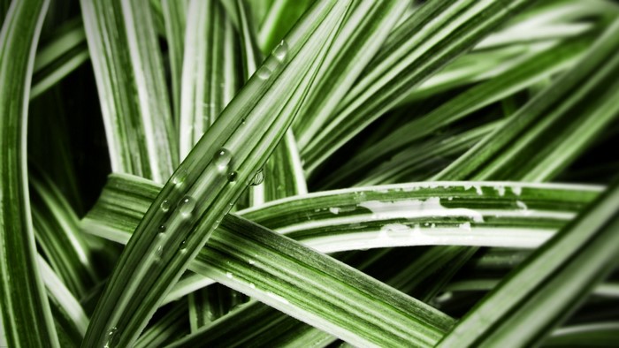 Close up of green grass with water drops