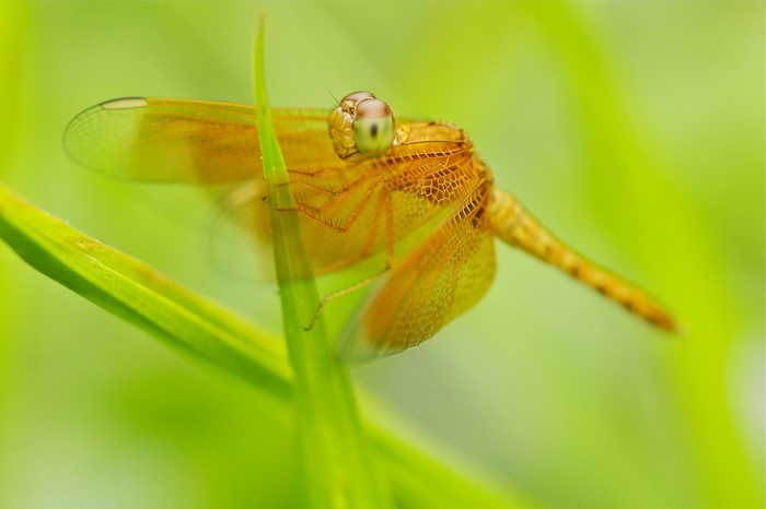 Close-up of a yellow dragonfly on a green plant stem