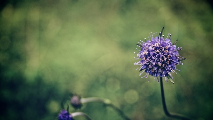 Purple wildflower with green blurred background