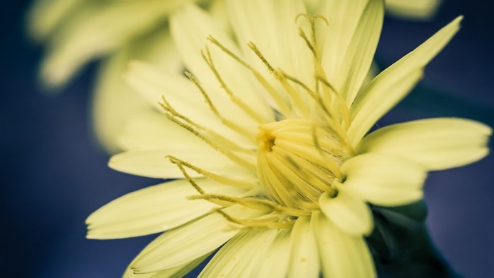 Close-up of a yellow wildflower with a dark blue background