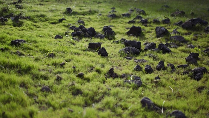 Rocks scattered across a grassy field