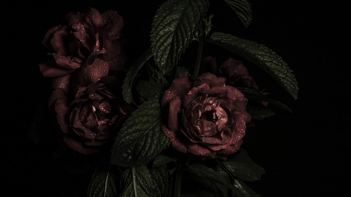 Dark red roses with water droplets and leaves