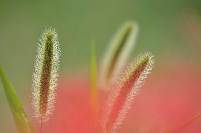 Close-up of Sunlit Grass and Wildflowers