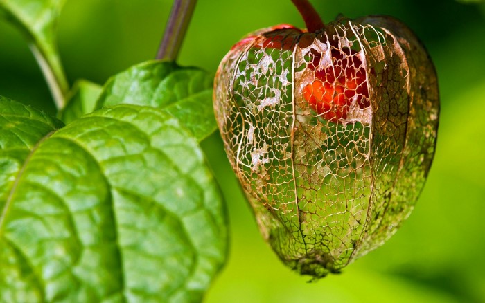 Close-up of a Chinese lantern plant with a red berry