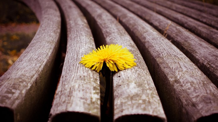Yellow dandelion on a wooden bench