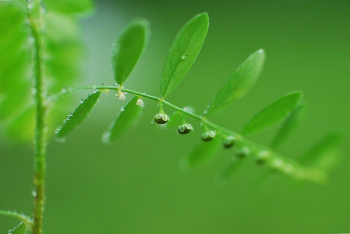 Close-up of a green plant stem with leaves and dew drops