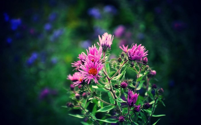 Pink asters with blurred background