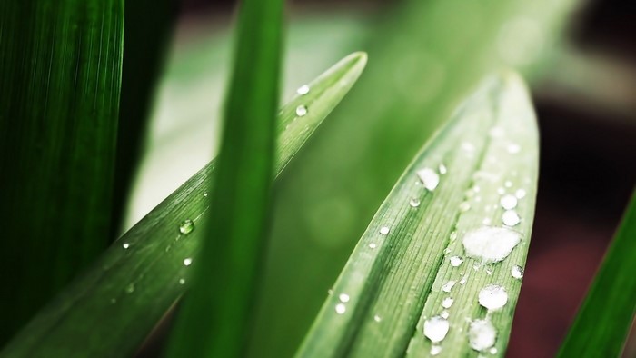 Close-up of green leaves with water droplets