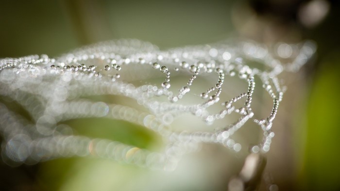 Spider web with dew drops macro photography