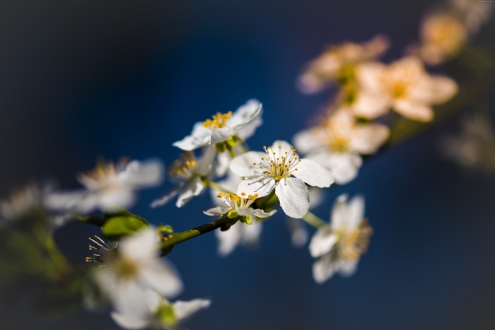 White cherry blossoms on a dark blue background