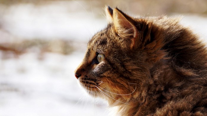 Close up of a tabby cat's face in profile