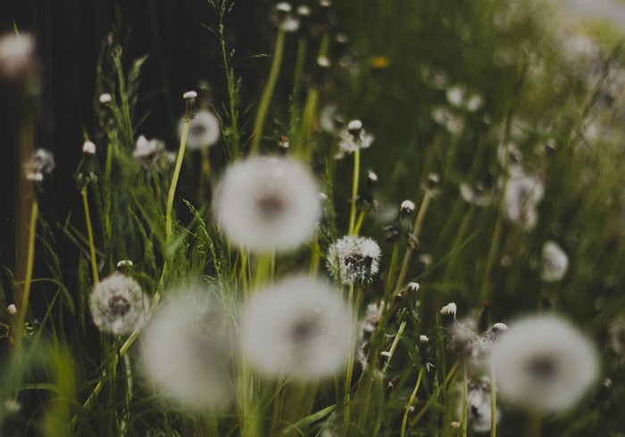 Dandelions in a grassy field