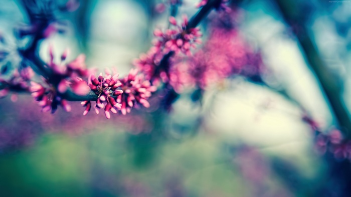 Pink blossoms on a branch, 4K wallpaper