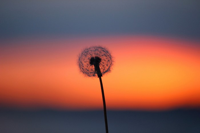 Dandelion silhouette against a sunset sky
