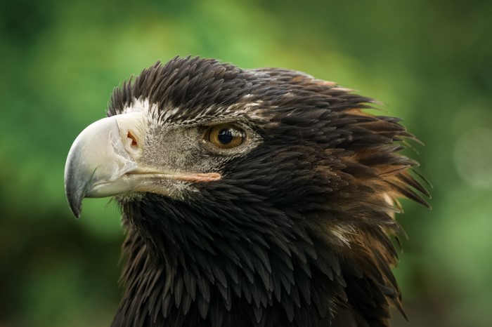 Close-up of a Wedge-tailed Eagle's head