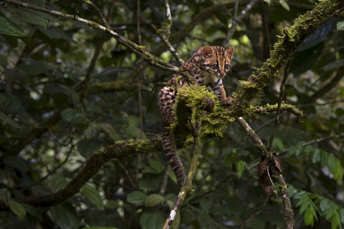 Ocelot kitten perched on a mossy tree branch in a rainforest