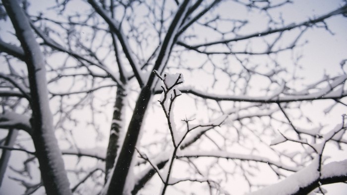 Snow covered tree branches against a pale sky