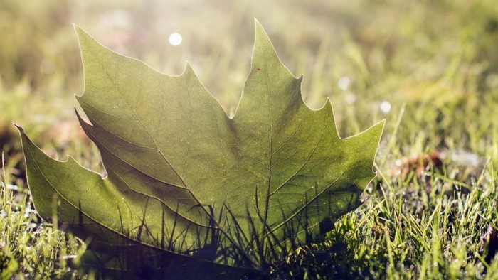 Green leaf on grass with sunlight