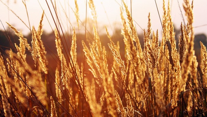 Golden grass stalks in warm sunlight