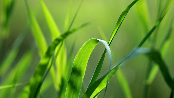 Close up of green grass blades with sunlight
