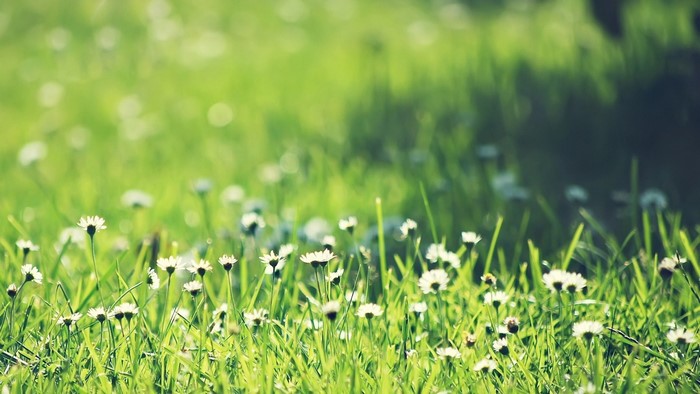 Close-up of daisies in green grass with sunlight