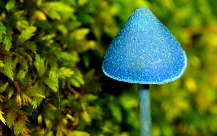 Close up of a blue mushroom on moss