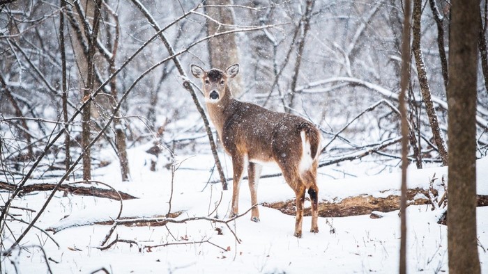 Deer in a snowy forest during winter